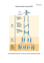 Referāts 'Lucernas populācijas "Aizkraukle" ģenētiskās daudzveidības izvērtējums', 27.