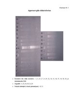 Referāts 'Lucernas populācijas "Aizkraukle" ģenētiskās daudzveidības izvērtējums', 30.