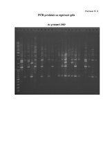 Referāts 'Lucernas populācijas "Aizkraukle" ģenētiskās daudzveidības izvērtējums', 31.