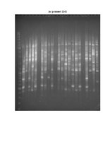 Referāts 'Lucernas populācijas "Aizkraukle" ģenētiskās daudzveidības izvērtējums', 32.