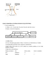 Konspekts 'Diferenciālā psiholoģija', 19.
