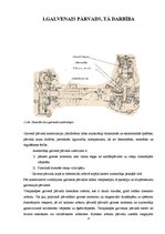 Prakses atskaite 'Auto galvenais pārvads, tehniskā apkope', 4.