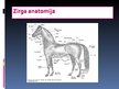 Prezentācija 'Zirgi', 5.