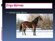Prezentācija 'Zirgi', 9.