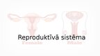 Prezentācija 'Reproduktīvā sistēma', 1.