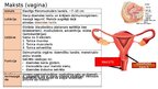 Prezentācija 'Reproduktīvā sistēma', 5.