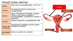 Prezentācija 'Reproduktīvā sistēma', 11.