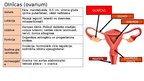 Prezentācija 'Reproduktīvā sistēma', 13.