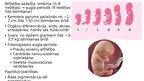 Prezentācija 'Reproduktīvā sistēma', 26.