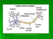 Prezentācija 'Nervu sistēma', 4.