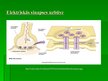 Prezentācija 'Nervu sistēma', 8.