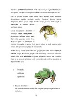 Referāts 'Abinieki - vardes', 10.