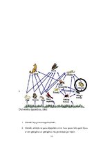 Referāts 'Abinieki - vardes', 13.