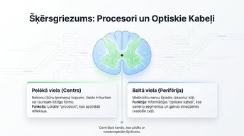 Prezentācija 'Muguras smadzenes: neiroloģiskā aparatūra un lokālie protokoli', 6.