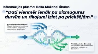 Prezentācija 'Muguras smadzenes: neiroloģiskā aparatūra un lokālie protokoli', 8.