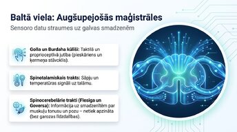 Prezentācija 'Muguras smadzenes: neiroloģiskā aparatūra un lokālie protokoli', 9.