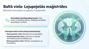 Prezentācija 'Muguras smadzenes: neiroloģiskā aparatūra un lokālie protokoli', 10.