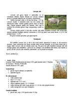 Referāts 'Govju un auzu selekcija', 2.