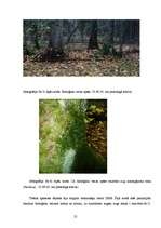 Referāts 'Baldones meža biotopi - pirmatnējās dabas daudzveidība un nozīme', 25.