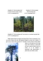 Referāts 'Baldones meža biotopi - pirmatnējās dabas daudzveidība un nozīme', 27.