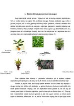 Referāts 'Telpaugu nozīme viesmīlīgas atmosfēras radīšanā', 4.