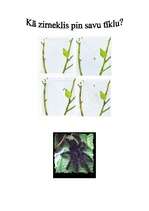 Referāts 'Zirnekļi', 2.