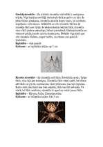 Referāts 'Zirnekļi', 4.