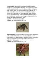 Referāts 'Zirnekļi', 7.