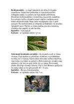 Referāts 'Zirnekļi', 8.