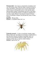 Referāts 'Zirnekļi', 9.