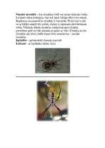 Referāts 'Zirnekļi', 10.