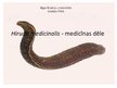 Prezentācija 'Hirudo medicinalis - medicīnas dēle', 1.