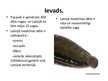 Prezentācija 'Hirudo medicinalis - medicīnas dēle', 2.