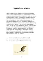 Referāts 'Aizsargājamie grauzēji Latvijā', 7.