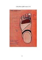 Referāts 'Refleksoloģija un tās ietekme uz cilvēka organismu', 27.