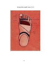 Referāts 'Refleksoloģija un tās ietekme uz cilvēka organismu', 28.