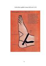 Referāts 'Refleksoloģija un tās ietekme uz cilvēka organismu', 29.