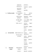 Referāts 'Alternatīvais transports Rīgā', 9.