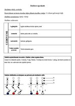 Paraugs 'Stafetes apraksts sporta stundai 12.klasei', 1.