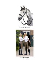 Referāts 'Zirgu un jāšanas sporta nozīmīgums 21.gadsimtā', 15.