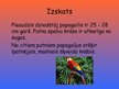 Prezentācija 'Papagaiļi', 4.
