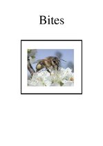 Referāts 'Bites', 1.