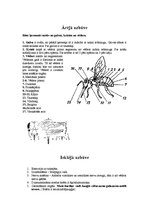 Referāts 'Bites', 6.