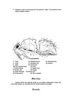 Referāts 'Bites', 7.