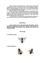 Referāts 'Bites', 8.