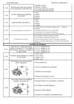 Konspekts 'Palīgs automehāniķu sagatavošanai', 42.