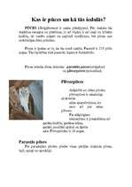 Konspekts 'Pūces', 3.