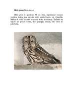 Konspekts 'Pūces', 8.