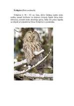 Konspekts 'Pūces', 10.