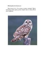 Konspekts 'Pūces', 11.